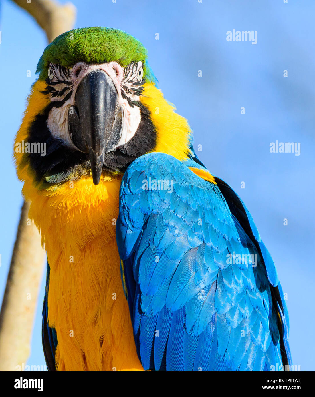 Loro guacamayo azul y oro busca intensamente en la cámara Foto de stock