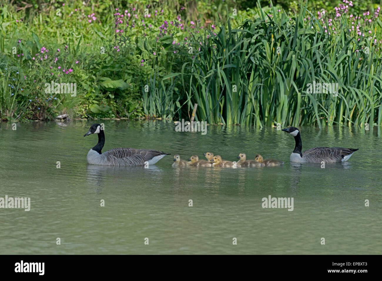 Masculino y femenino de Canadá nadar con Goslings Geese-Branta canadensis. La primavera. Uk Foto de stock