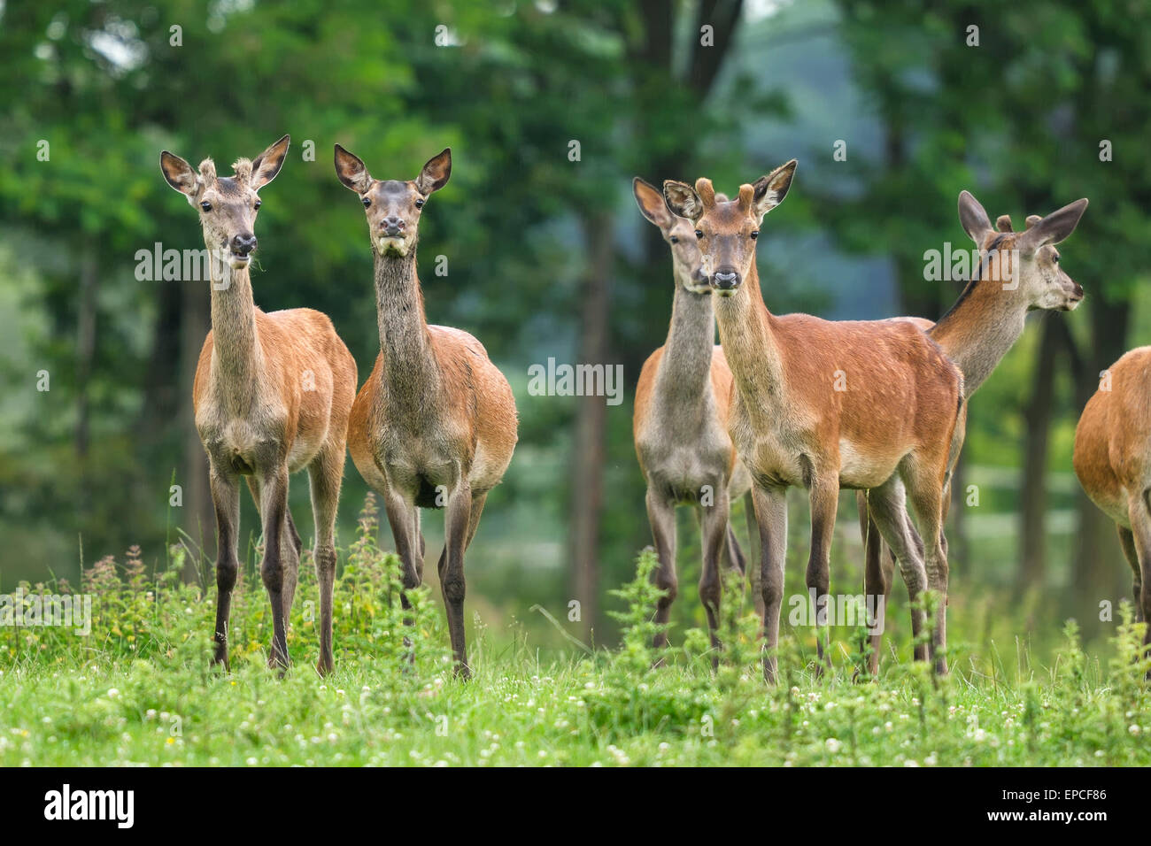 Red Deer, Cervus elaphus Foto de stock