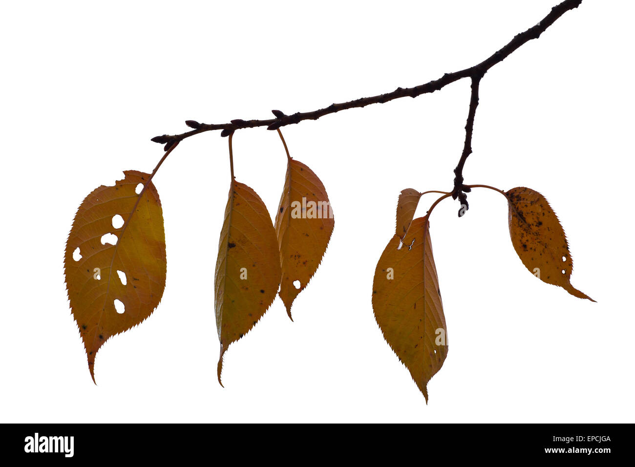 Hojas de otoño aislado en blanco como elemento de diseño Foto de stock