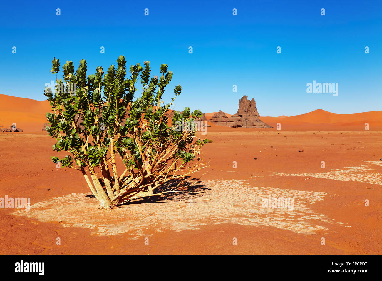 Solo árbol en el desierto del Sahara, Argelia Foto de stock