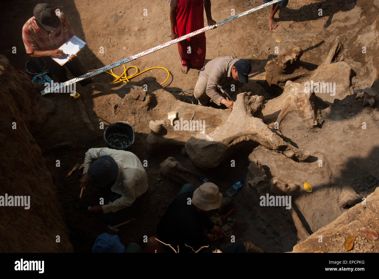 Los paleontólogos y aldeanos están trabajando en la excavación de huesos fosilizados de una especie de elefante extinto, Elephas hysudrindicus, en Indonesia. Foto de stock