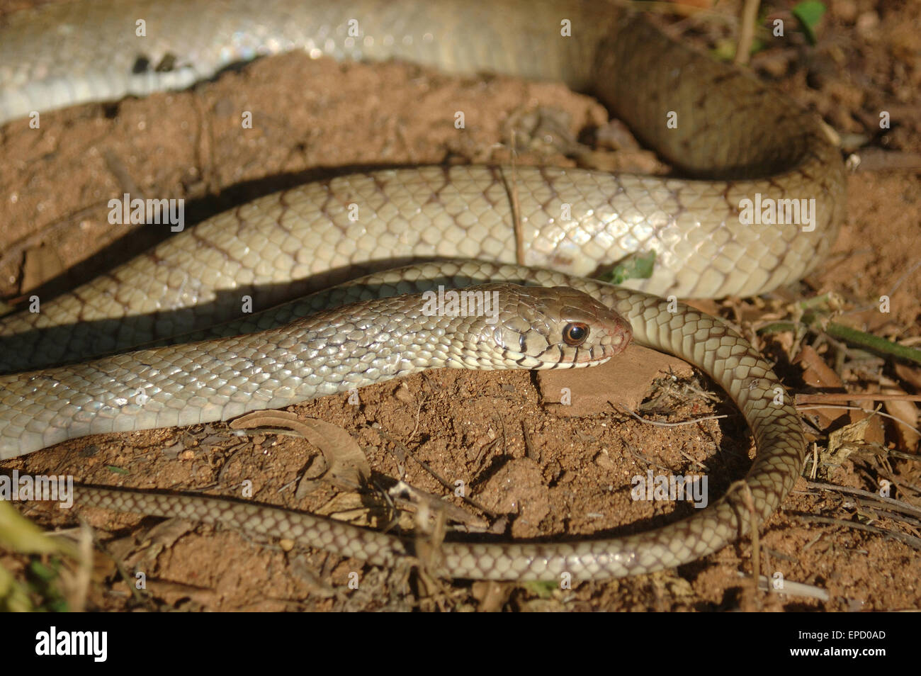 Retrato de desconocido a la serpiente, Tamil Nadu, en el sur de la India Foto de stock