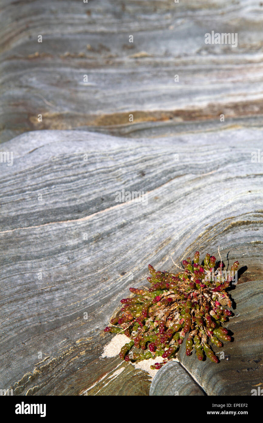 Detalle de roca a Nelson Bay, en la costa oeste de Tasmania Foto de stock