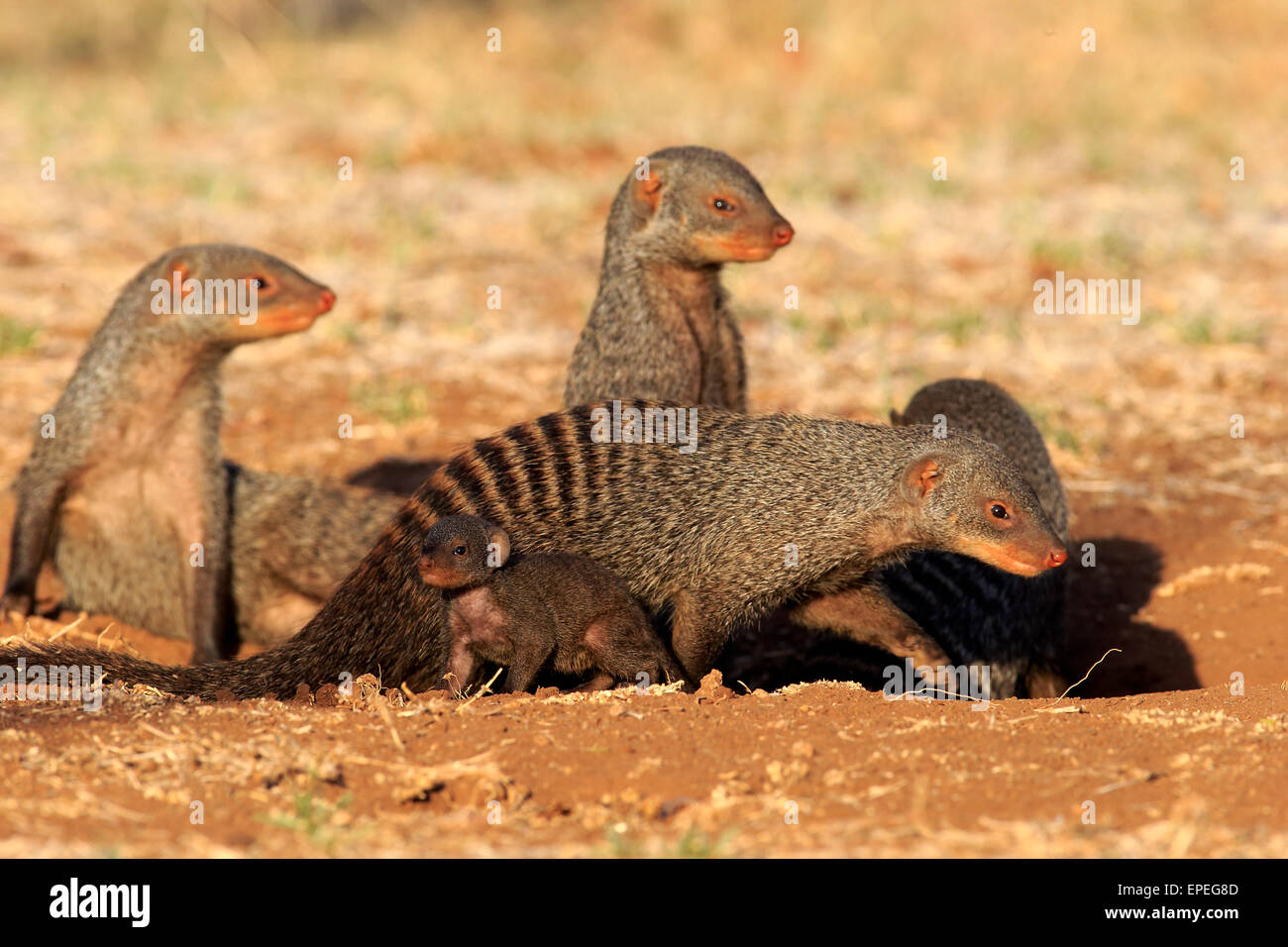 Mangosta anillados (Mungos mungo), meloncillo familia con el PUP en el