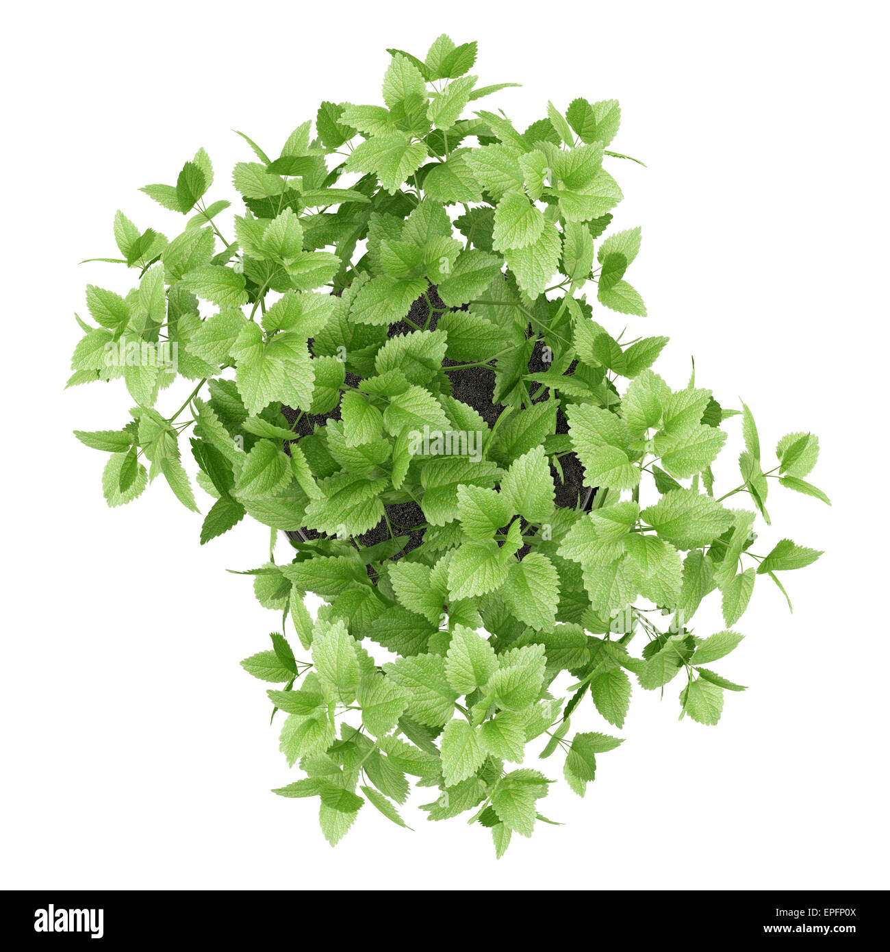 Vista superior del bálsamo planta en maceta aislado en blanco Foto de stock