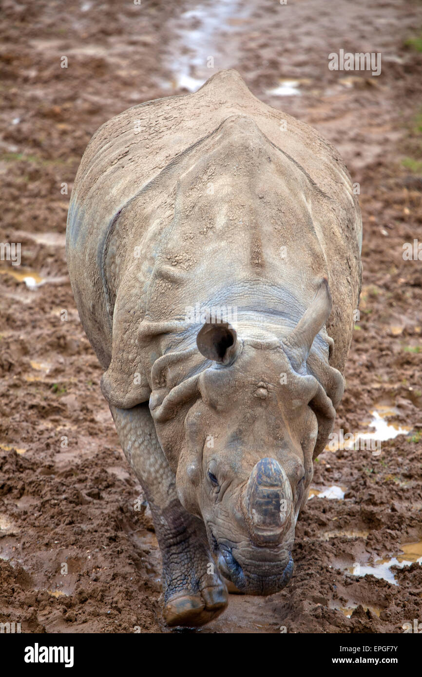 Un joven rinoceronte indio caminando por un sendero fangoso Foto de stock