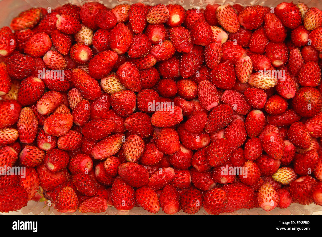 Las fresas silvestres Foto de stock