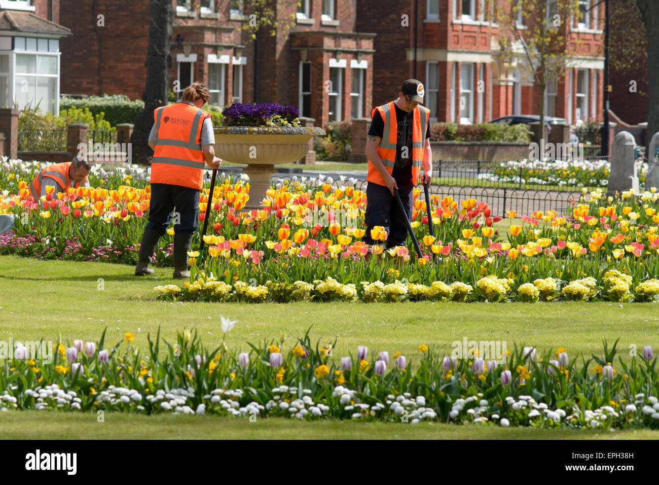 El gobierno local empleado público tiende jardineros jardines de flores en Bedford Bedfordshire Inglaterra Foto de stock