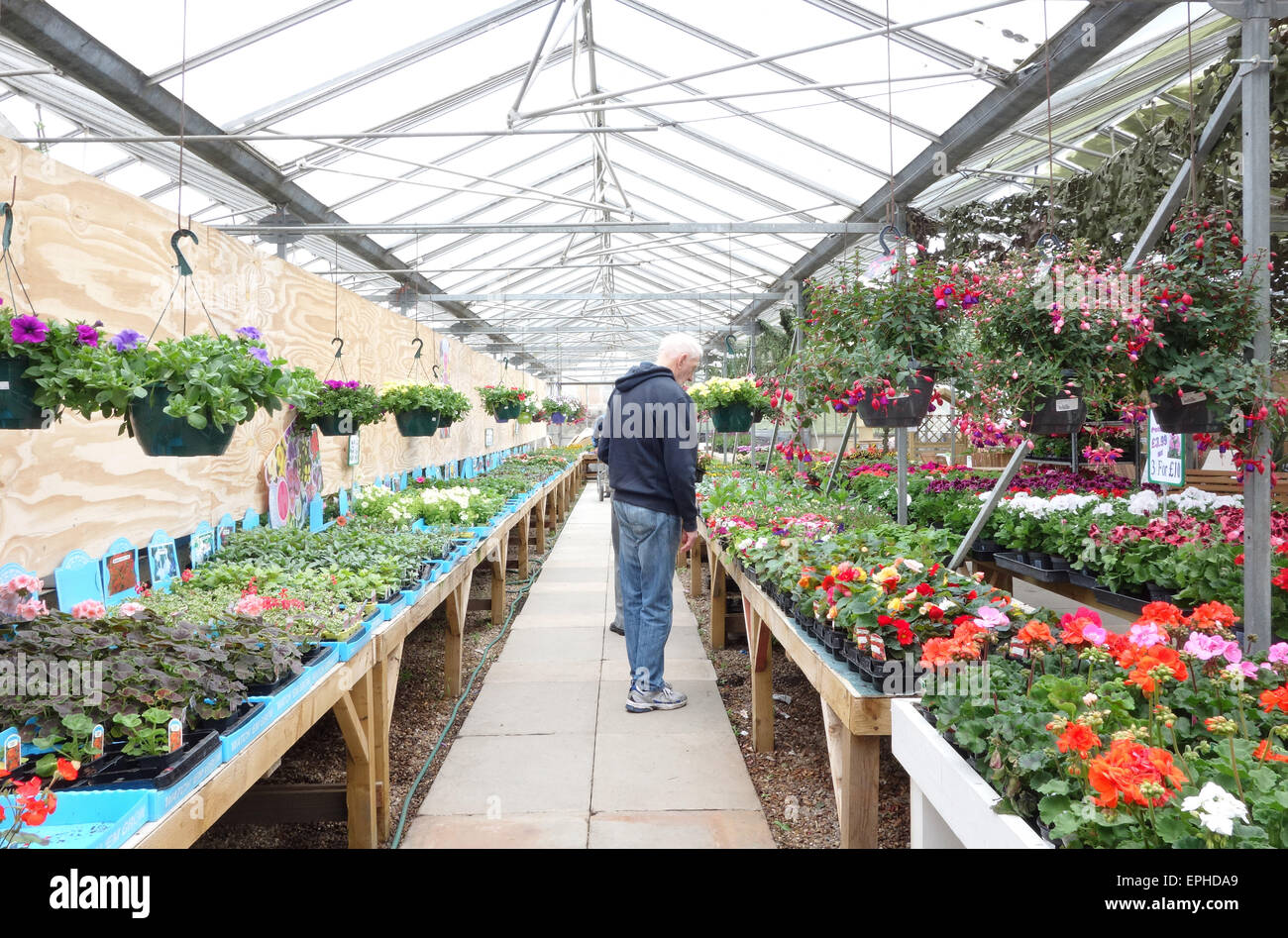 El hombre para compras de plantas en el centro de un jardín interior Foto de stock
