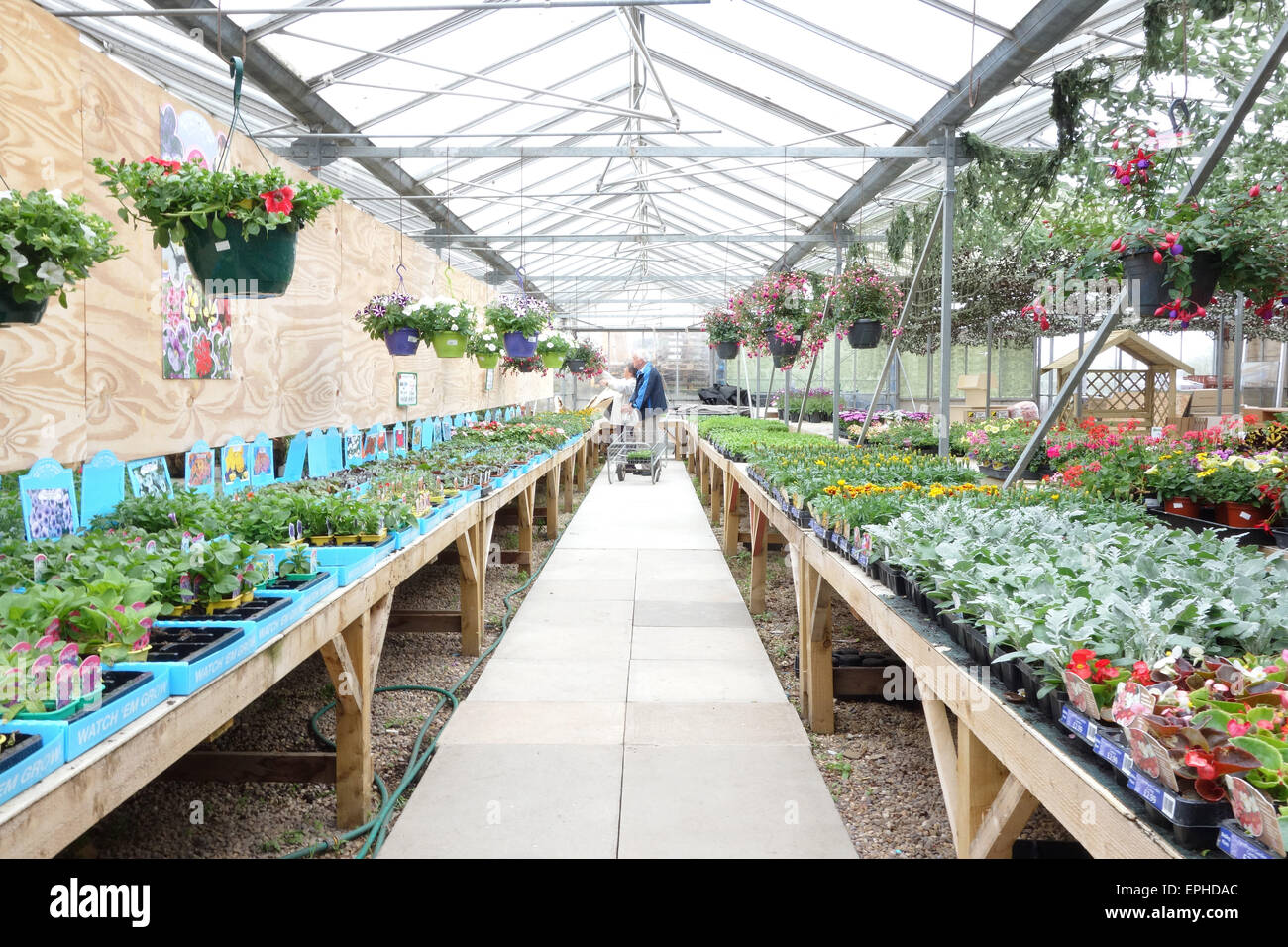 Altos par comprar plantas en un jardín interior centro Foto de stock