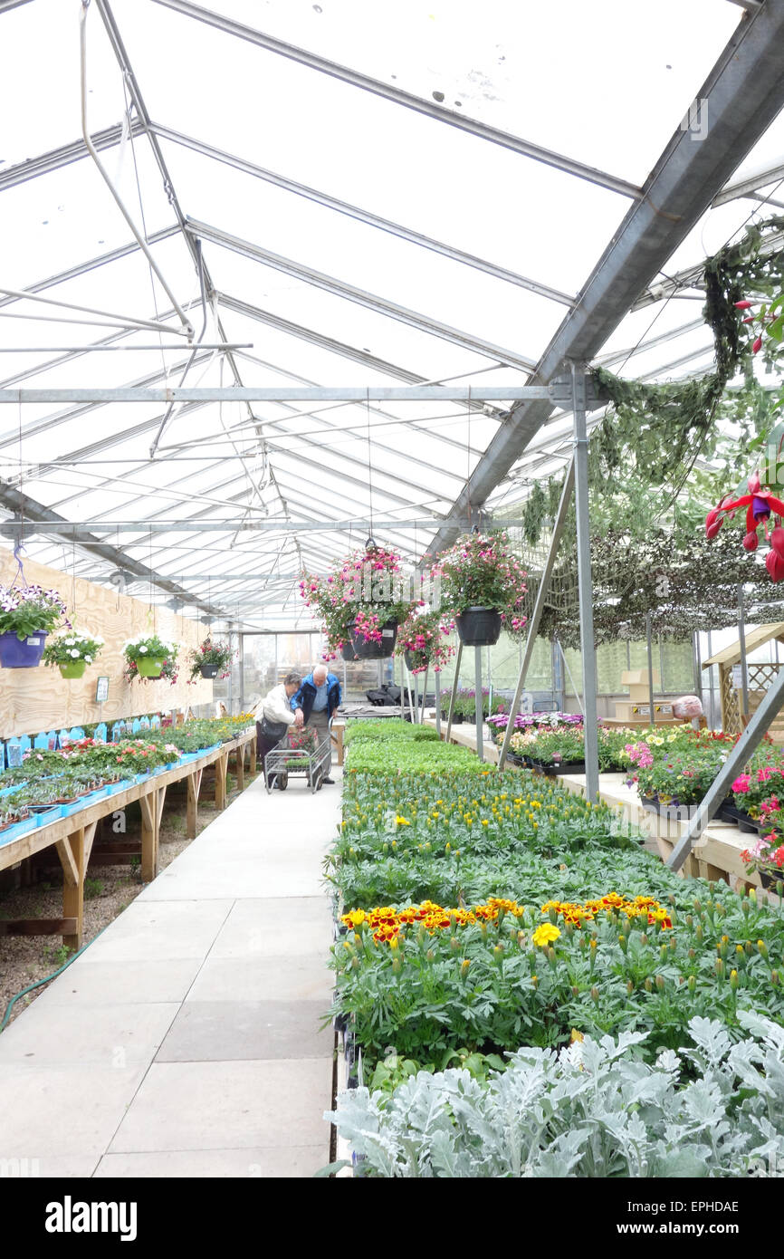 Altos par comprar plantas en un jardín interior centro Foto de stock