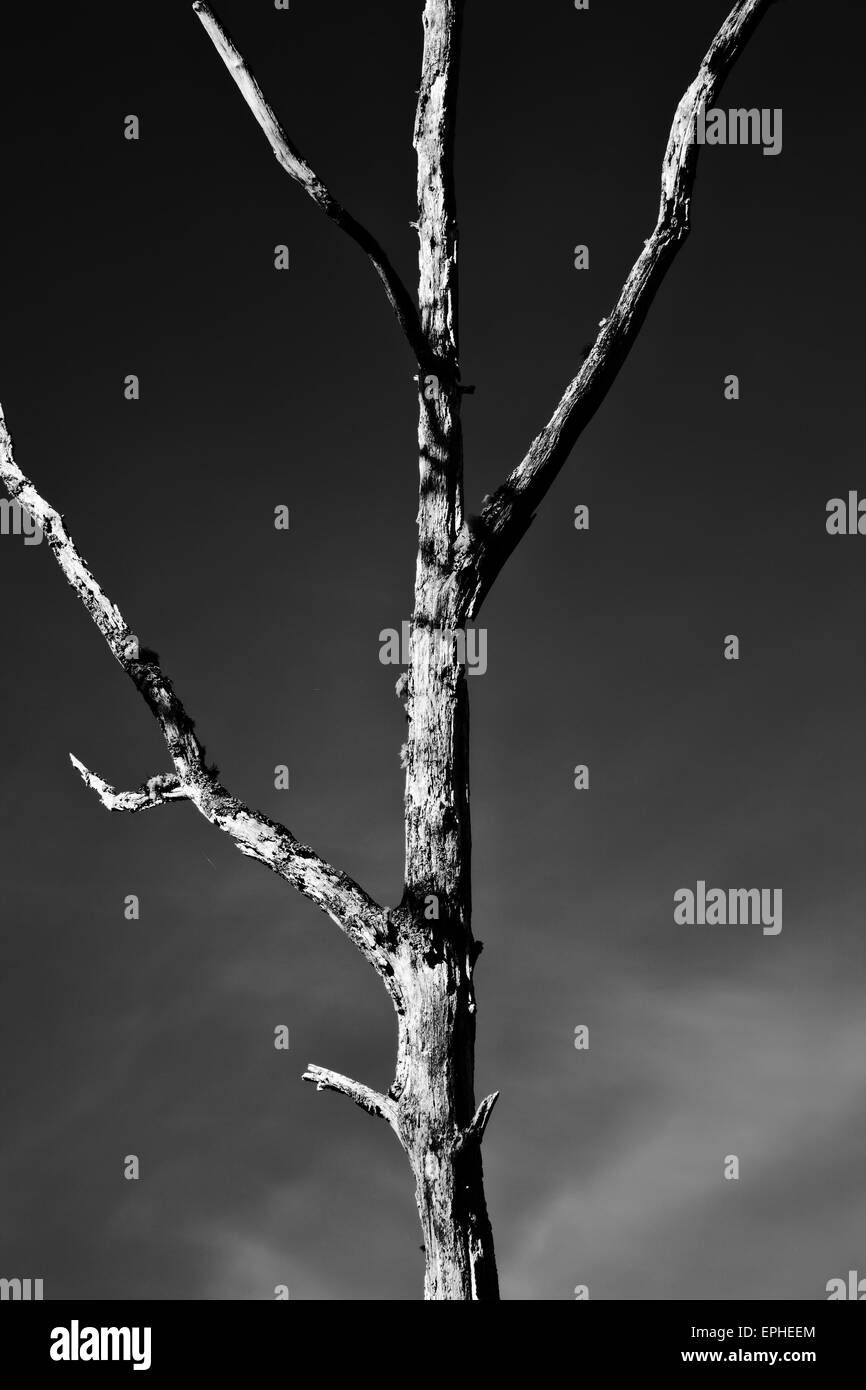 Árbol Muerto y cielo. Dramático contraste de blanco y negro. Foto de stock