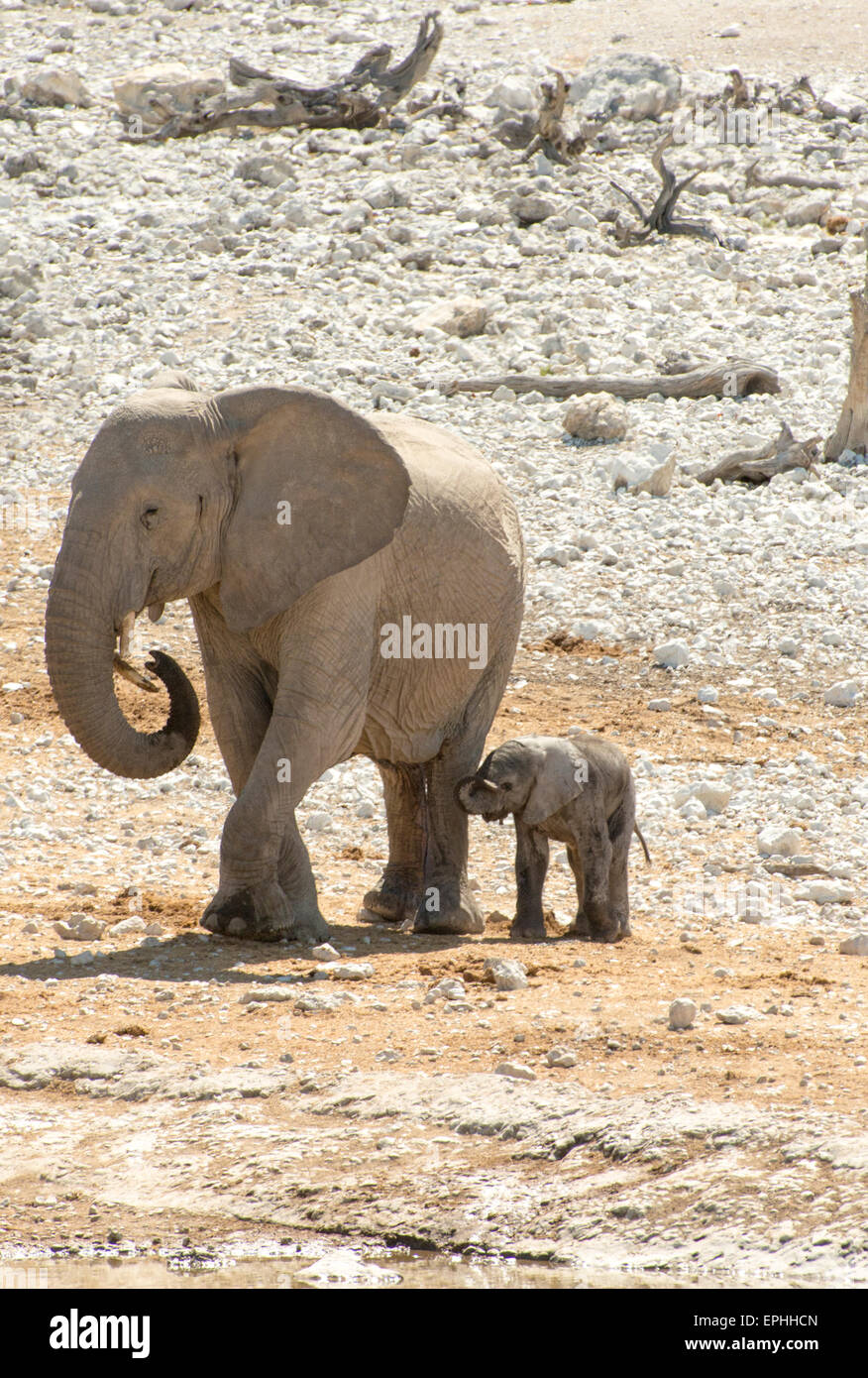 África, Namibia. El Parque Nacional de Etosha. Elefantes adultos caminando con el bebé elefante. Foto de stock