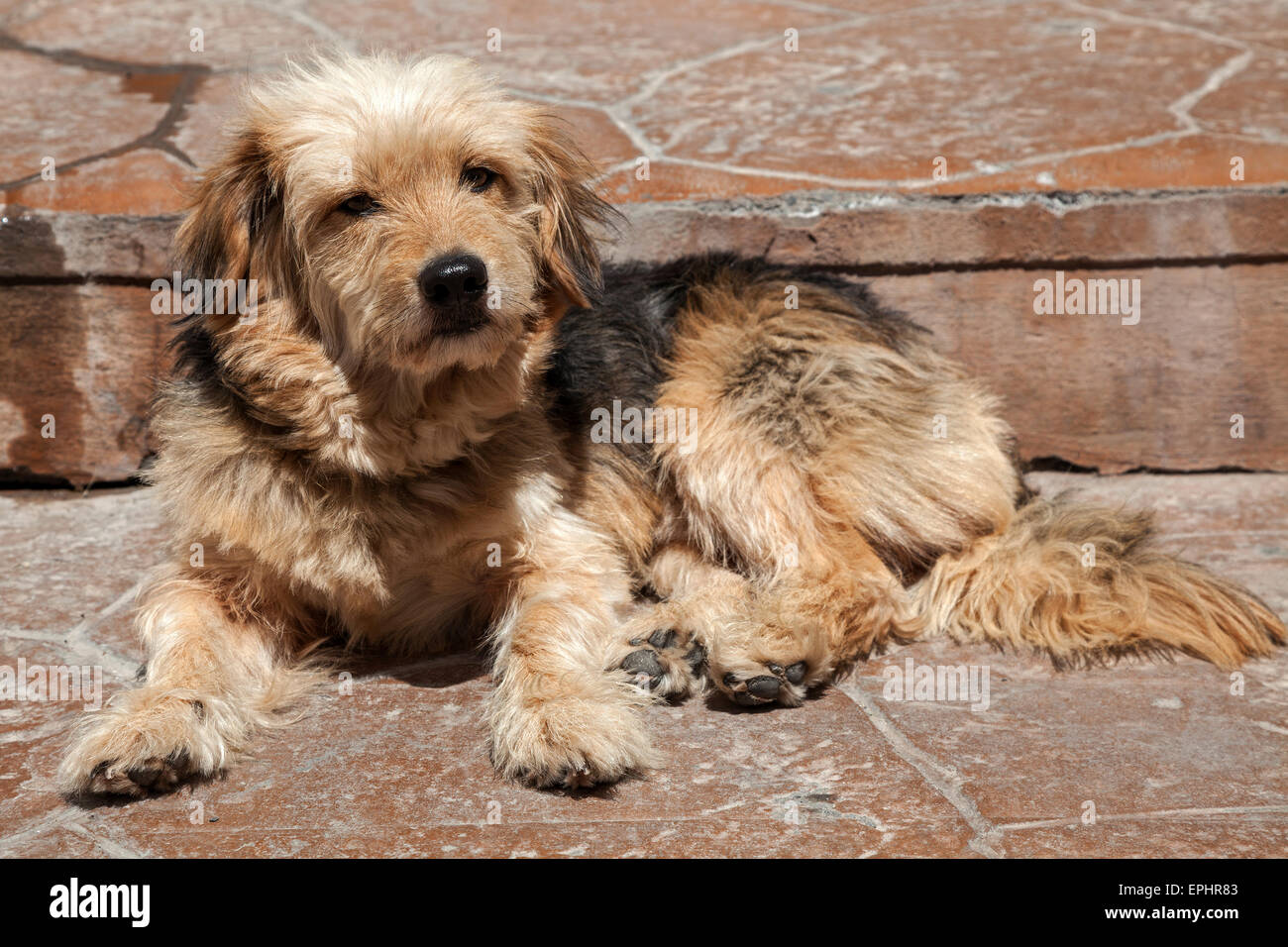 Perro de las islas canarias fotografías e imágenes de alta resolución -  Alamy