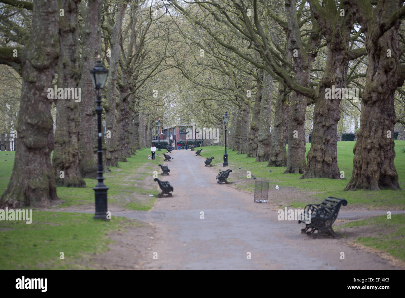 Green Park, Londres, Árbol, ruta, hermosa Foto de stock