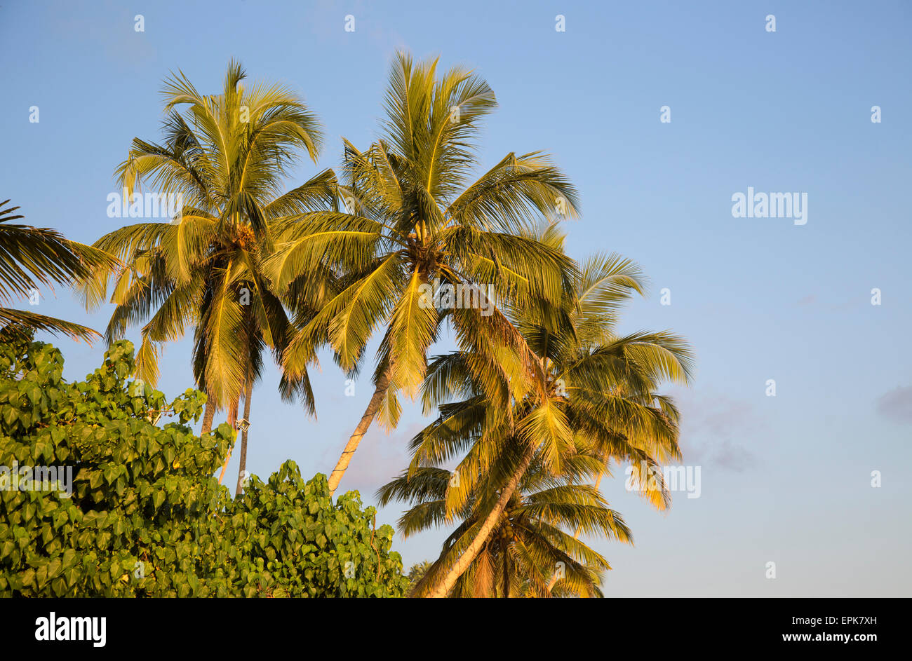 Palmeras de Coco contra el cielo azul, Mirissa, Sri Lanka, Asia Foto de stock