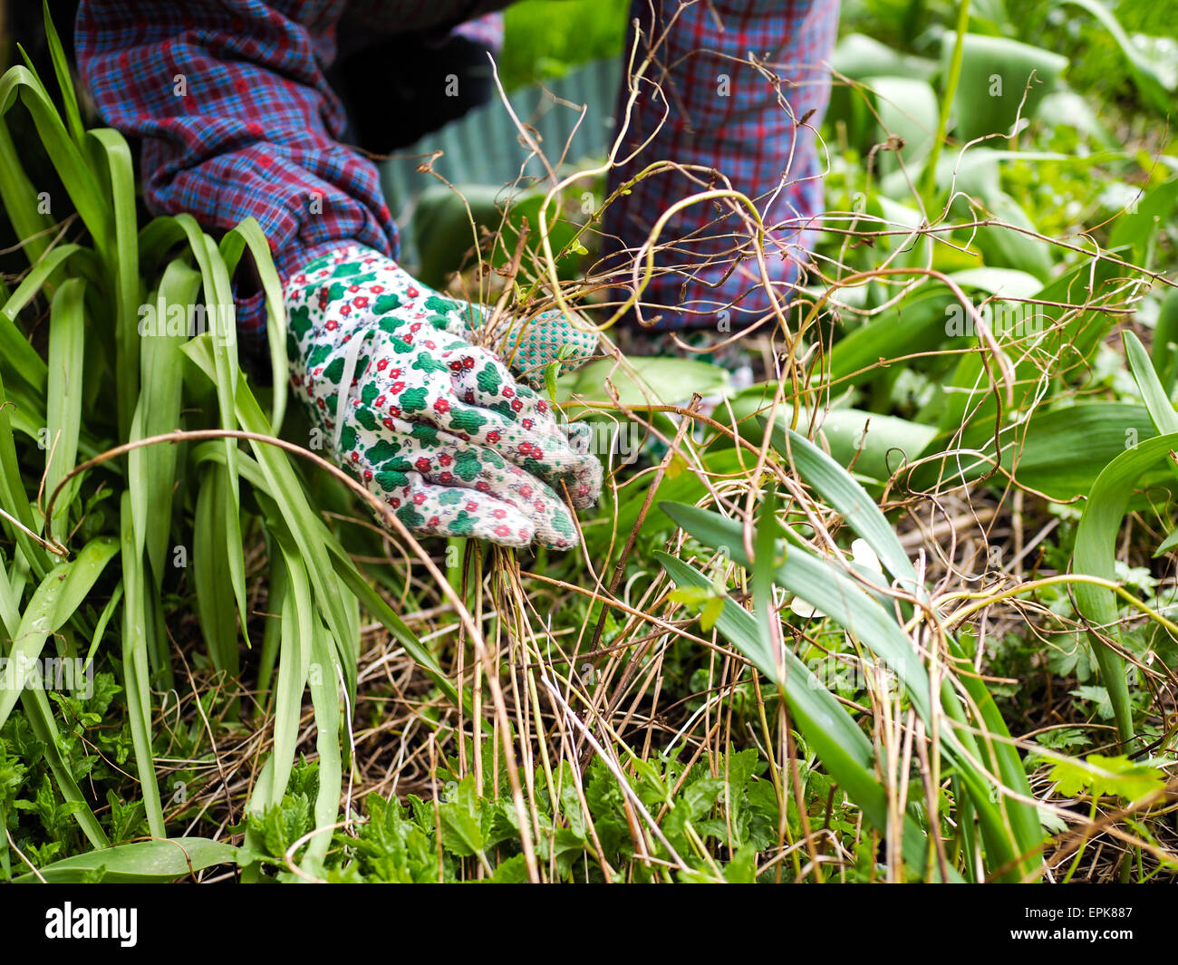 Mujer desyerbando un huerto en el jardín y ella utilice guantes protectores Foto de stock