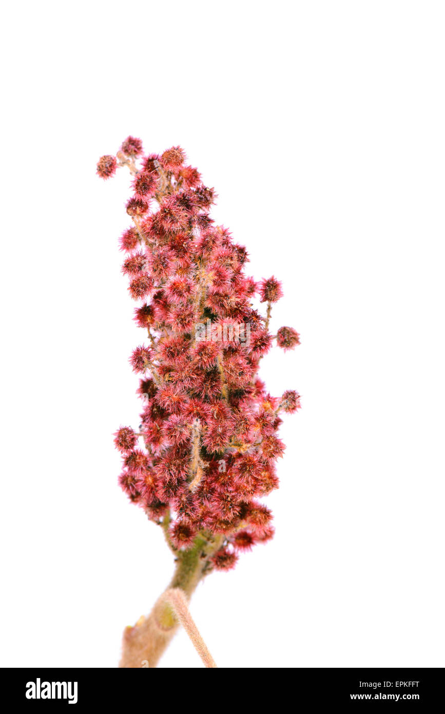 Rhus typhina sola flor Foto de stock