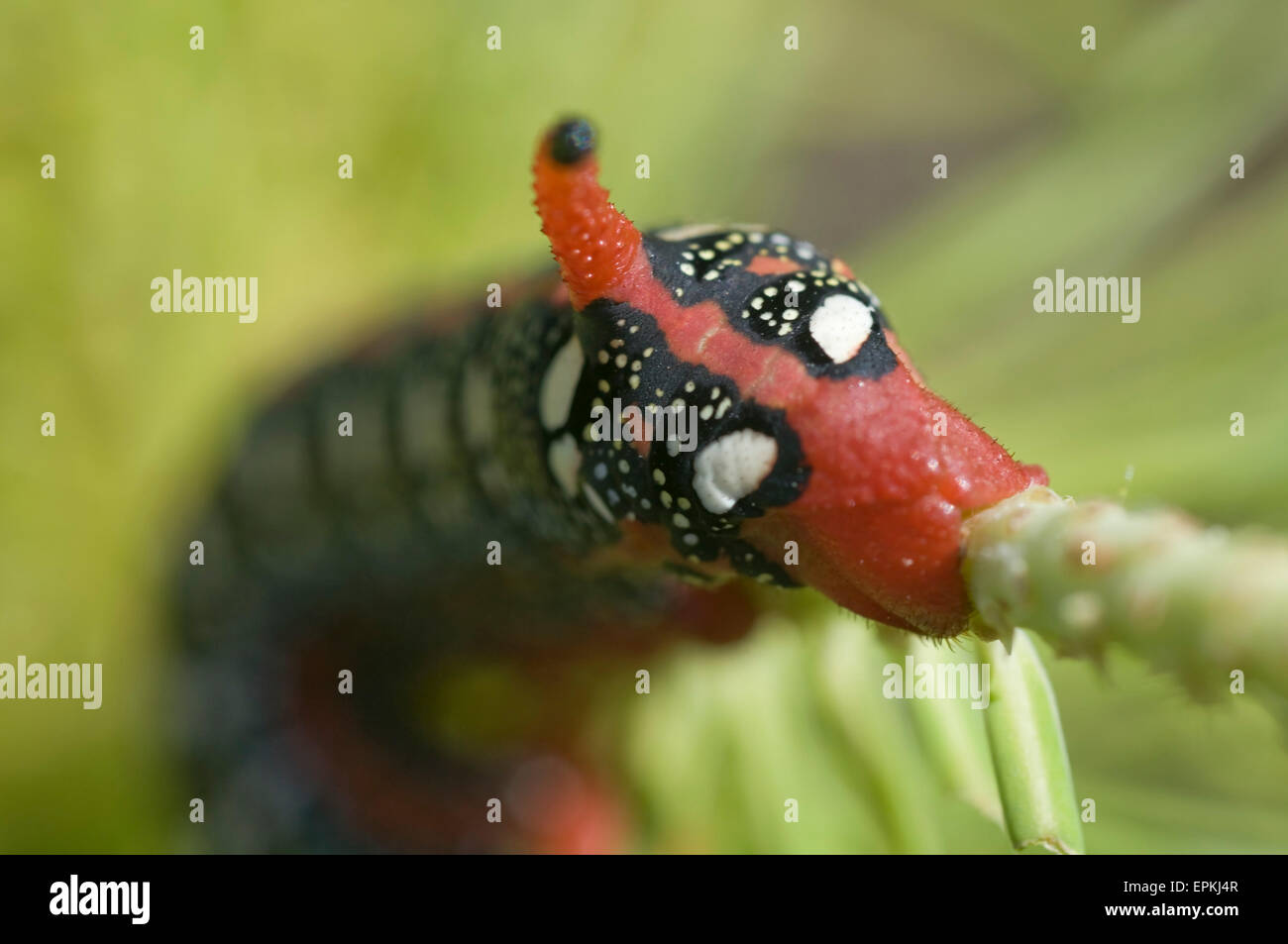 Close-up de la caterpillar expurgo hawkmoth (Hyles euphorbiae) en su planta hospedante asclepias Europa Alemania Foto de stock