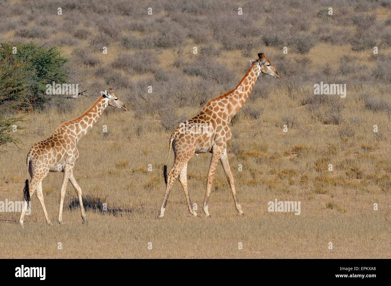 Jirafas (Giraffa camelopardalis), macho y hembra, caminar en la hierba seca, el Parque Transfronterizo Kgalagadi, Sudáfrica, África Foto de stock