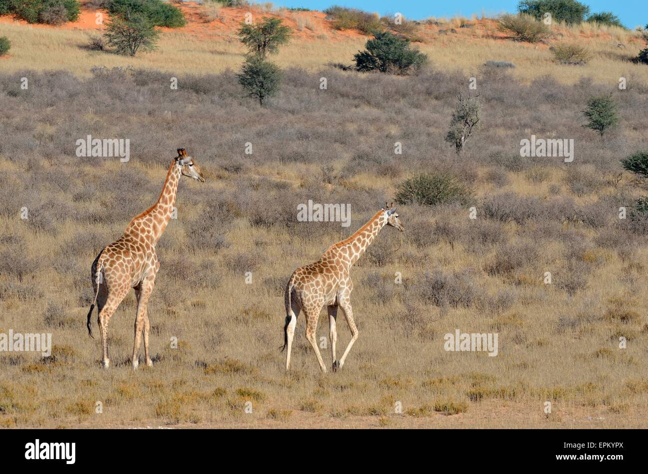 Jirafas (Giraffa camelopardalis), masculino y femenino, caminar en la hierba seca, el Parque Transfronterizo Kgalagadi, Sudáfrica, África Foto de stock