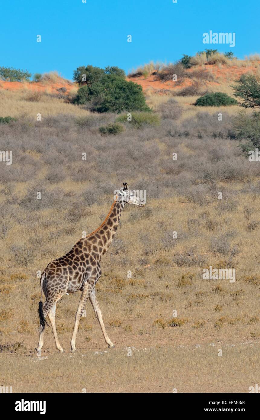 Jirafa (Giraffa camelopardalis), hombre caminar en la hierba seca, el Parque Transfronterizo Kgalagadi, Northern Cape, Sudáfrica Foto de stock