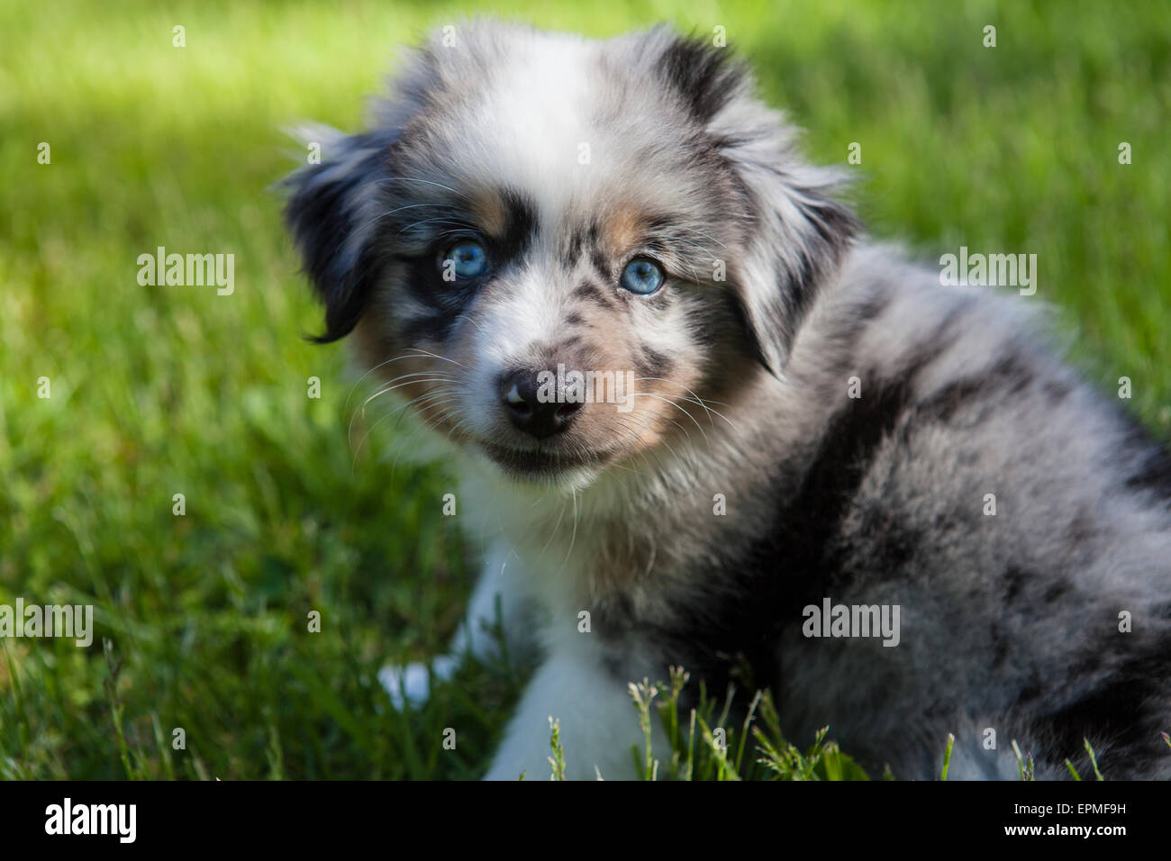 Cachorros Pastor Australiano son ágiles, enérgico y maduran en valorados los perros pastores y leales compañeros que quieren agradar. Foto de stock