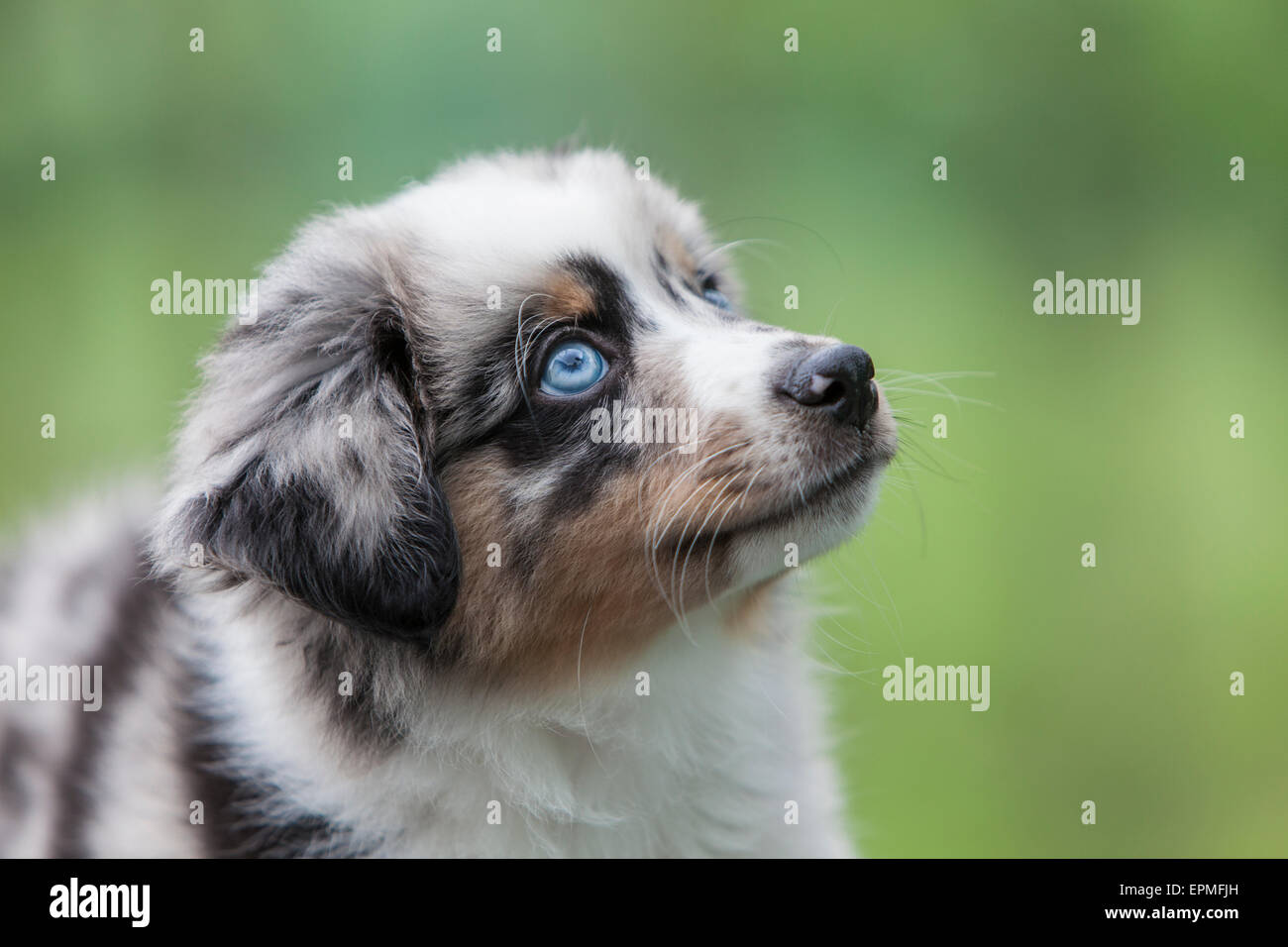 Cachorros Pastor Australiano son ágiles, enérgico y maduran en valorados los perros pastores y leales compañeros que quieren agradar. Foto de stock