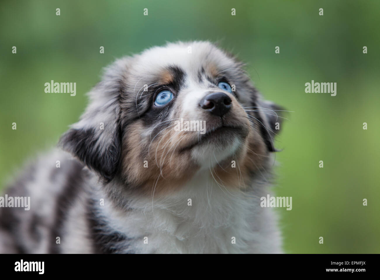 Cachorros Pastor Australiano son ágiles, enérgico y maduran en valorados los perros pastores y leales compañeros que quieren agradar. Foto de stock