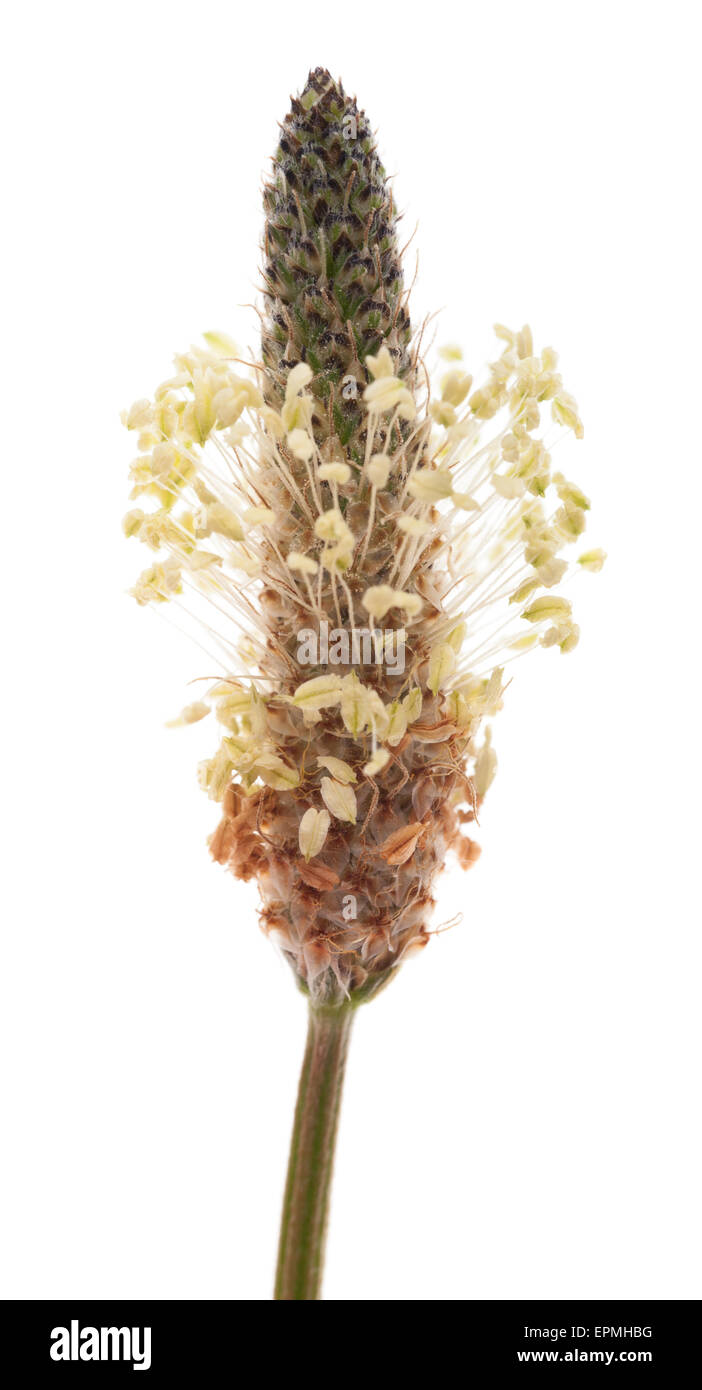 Llantén menor flor aislado en blanco Foto de stock