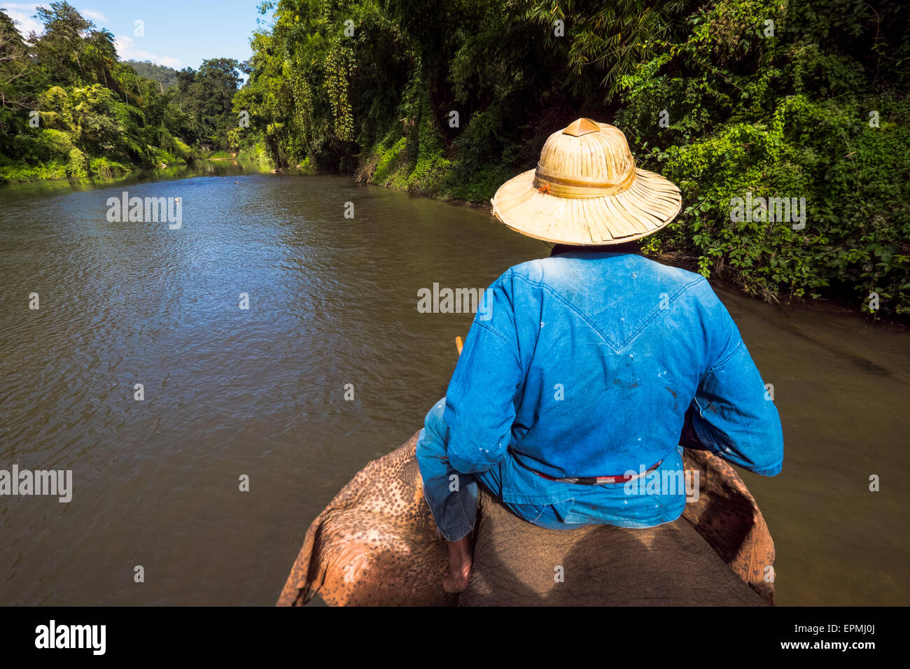 Asia. Tailandia Chiang Dao. Centro de elefantes. Paseo en elefante. Foto de stock