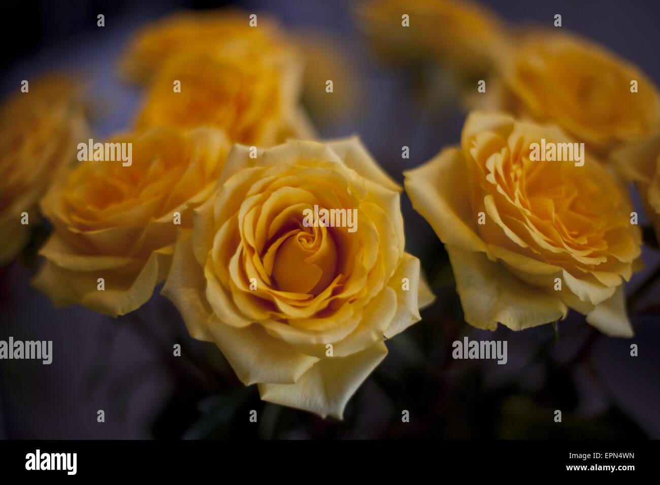 Beijing, China. 6 de febrero de 2012. Imagen tomada el 6 de febrero de 2012  muestra rosas amarillas en un invernadero cerca de Bogotá. Colombia es el  segundo productor de flores en