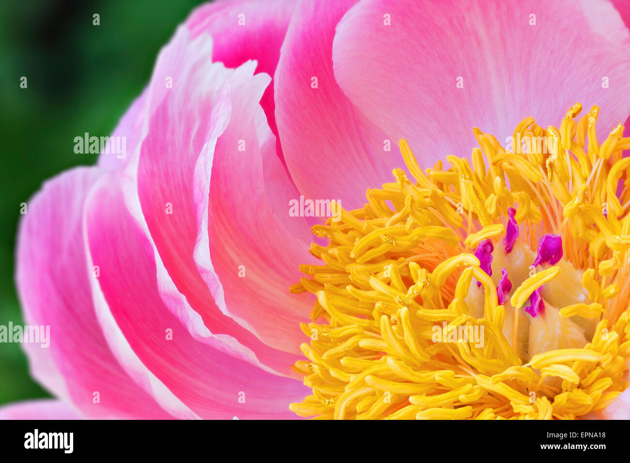 Detalle de la flor de Peonía (Paeonia) con pétalos, estambre y estigma  Fotografía de stock - Alamy