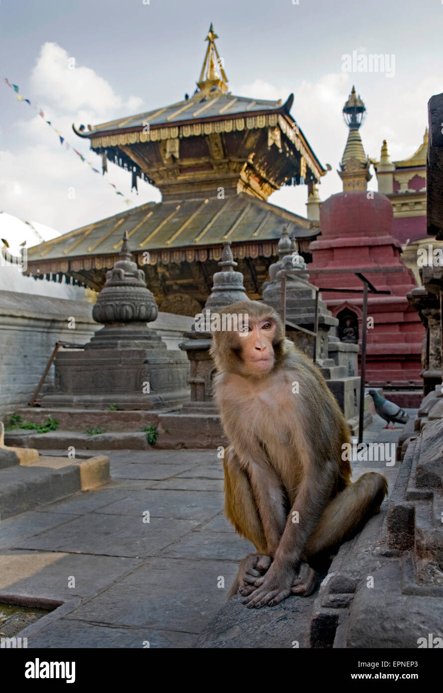 Monos macacos Rhesus , Templo Swayambunath, Katmandú, Nepal. Foto de stock