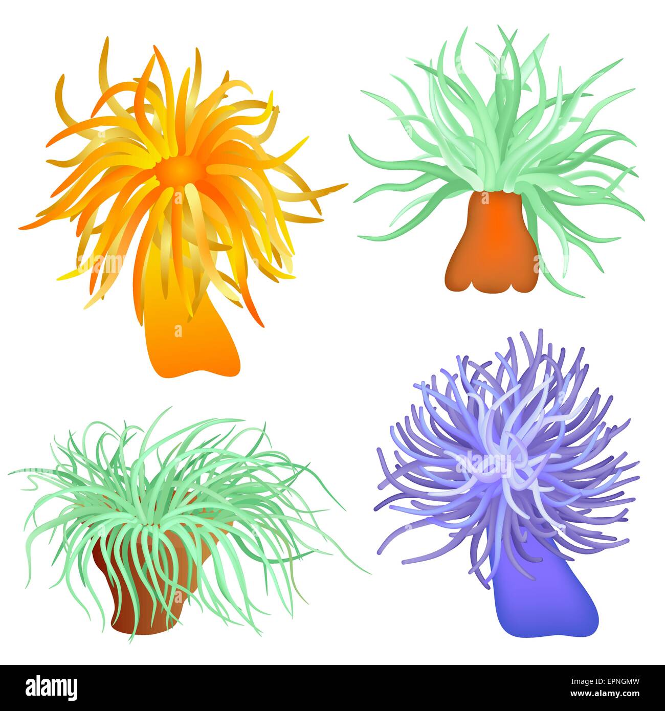 Flor marina Imágenes vectoriales de stock - Alamy