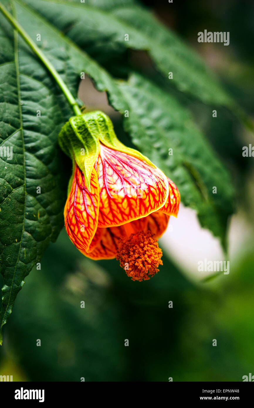 Abutilon Redvein o vena roja linterna china - Cusco, Peru Foto de stock