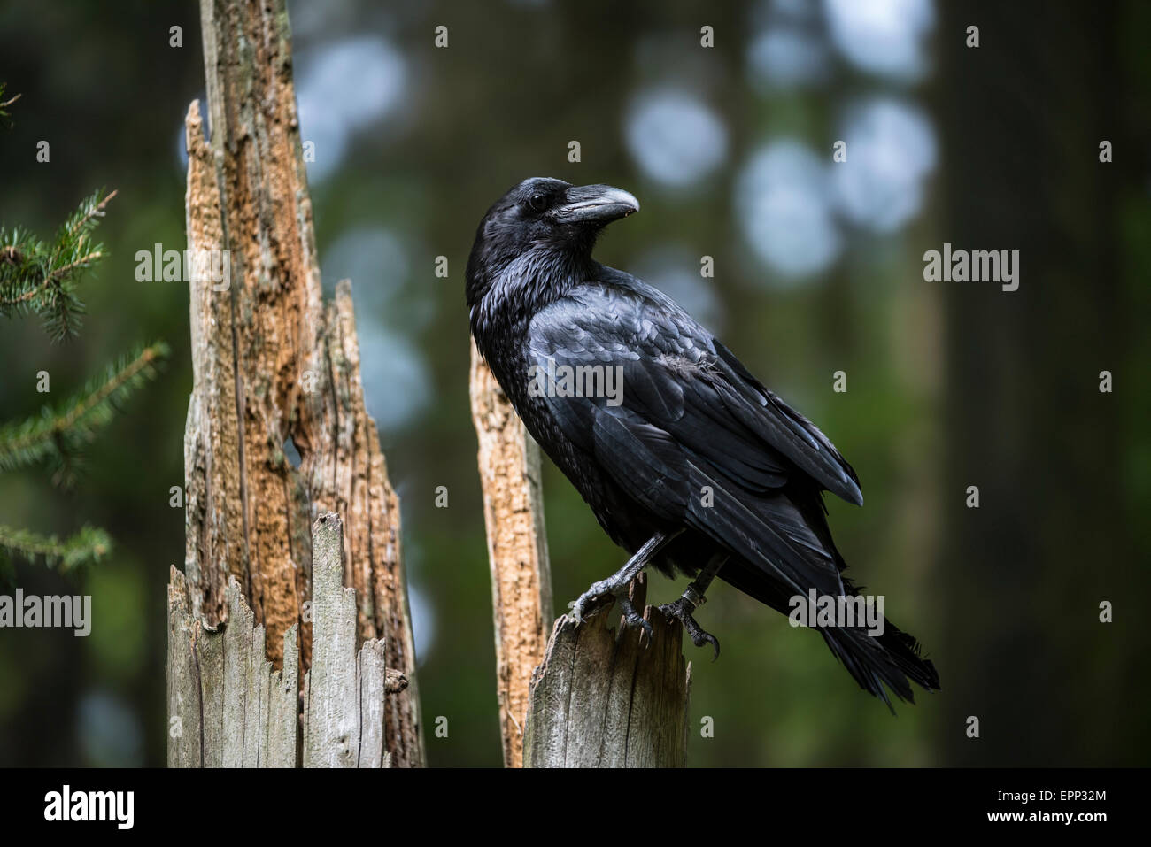 Raven / Norte de cuervo común (Corvus corax) posado sobre tocón de árbol en el bosque Foto de stock