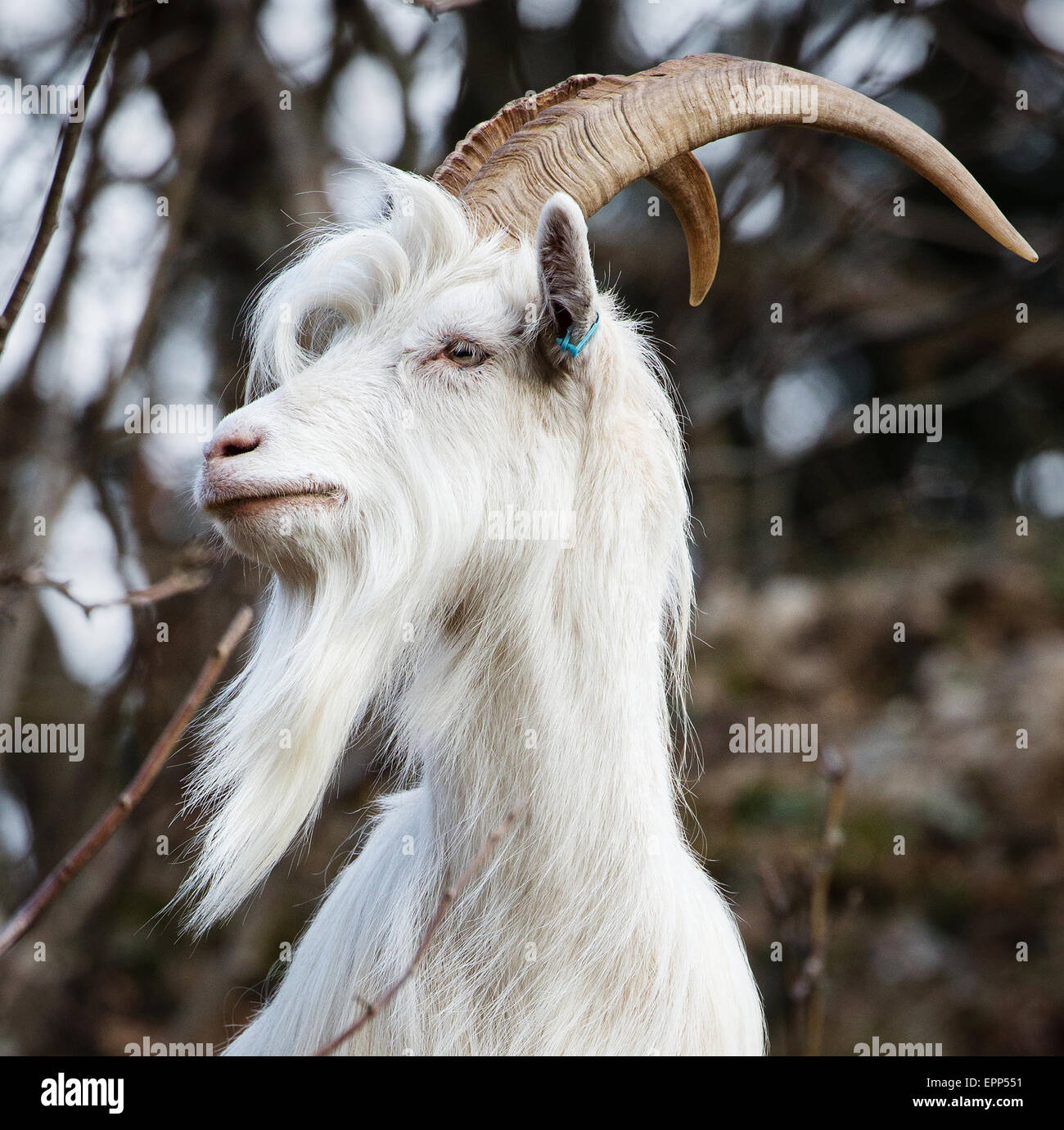 Retrato de una de las seis cabras billy introducidas en el desfiladero de Avon para controlar selectivamente el crecimiento de matorrales y fomentar la biodiversidad Foto de stock