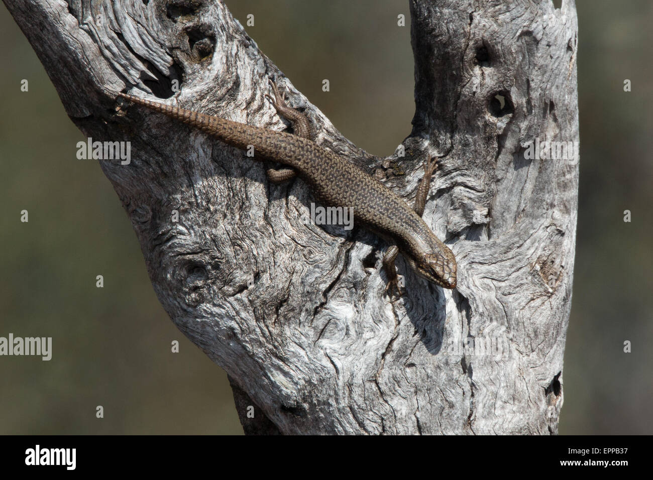 Skink de árbol (Egreria striolata) en la horquilla de una rama de árbol, South Australia Foto de stock