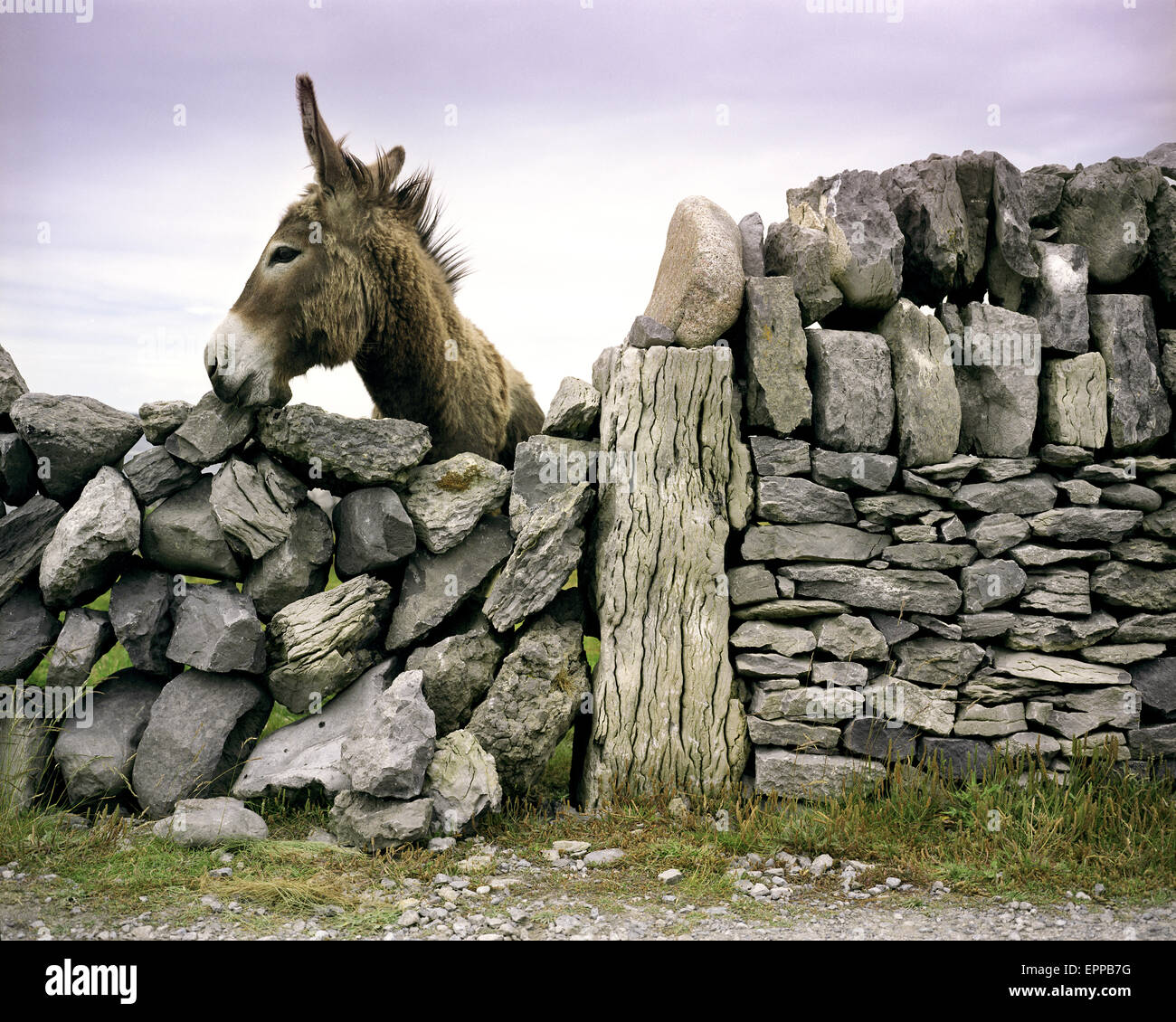 Burro peeks más antigua muralla en Irlanda. Foto de stock