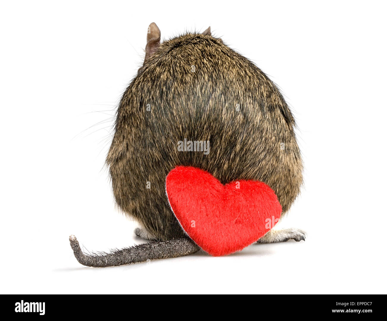 Tímido pequeño roedor hacia atrás con cola y corazón de felpa roja en el día de San Valentín Foto de stock