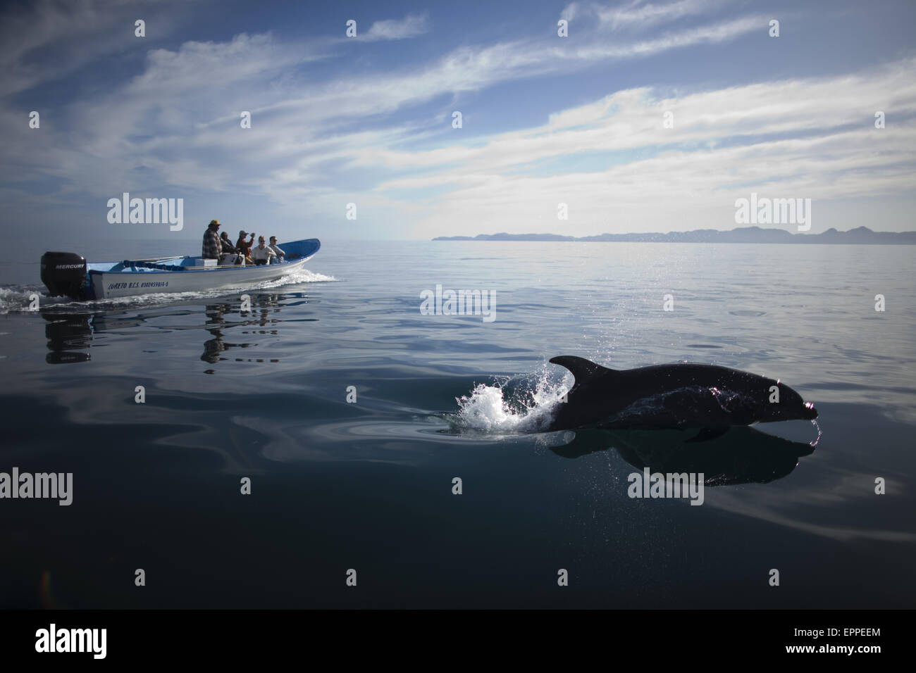 Un delfín salta como los turistas observan desde su barco en la bahía, cerca de la ciudad de Loreto en el mexicano estado de Baja California Sur Foto de stock