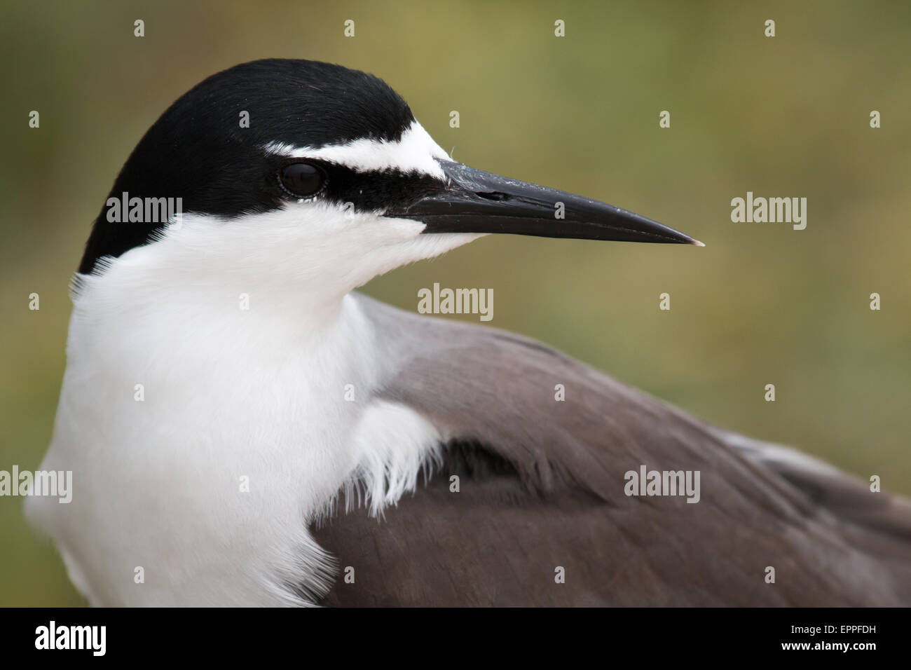 Disparo de un Bridled Tern (Onychoprion anaethetus) Foto de stock