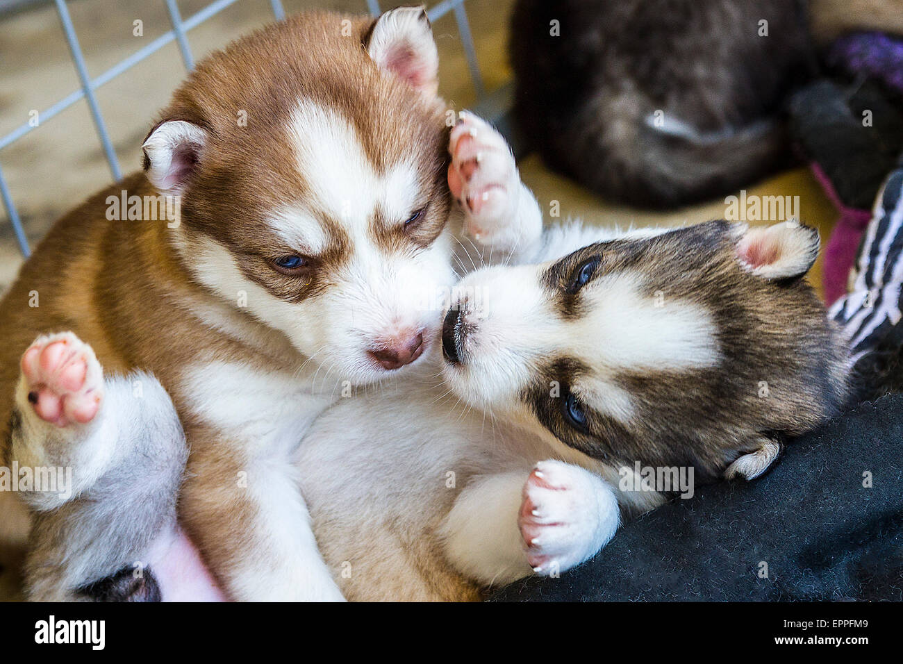 Cuatro semanas de edad cachorros de Husky en una perrera Foto de stock