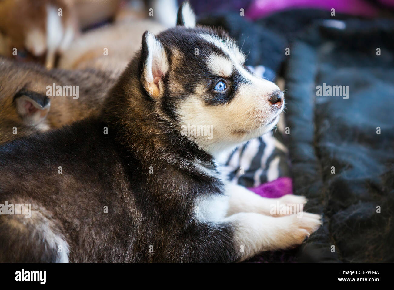 Cuatro semanas de edad cachorros de Husky en una perrera Foto de stock
