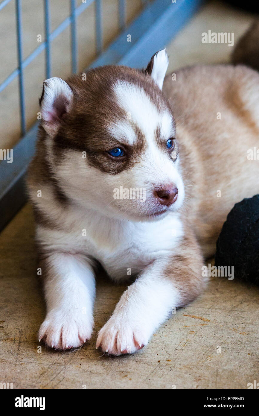 Cuatro semanas de edad cachorros de Husky en una perrera Fotografía de  stock - Alamy