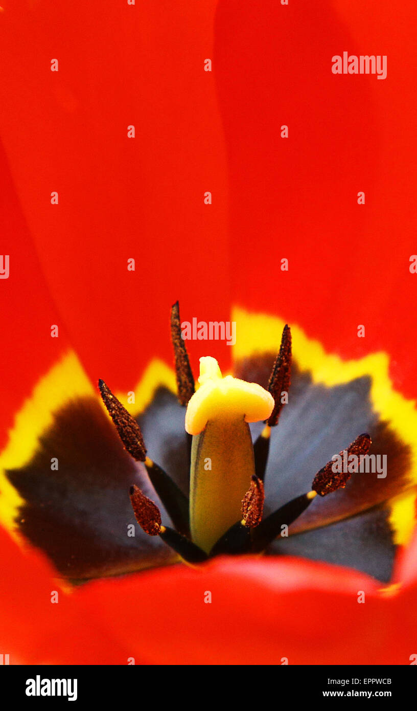 Red tulip blossom extreme closeup Foto de stock