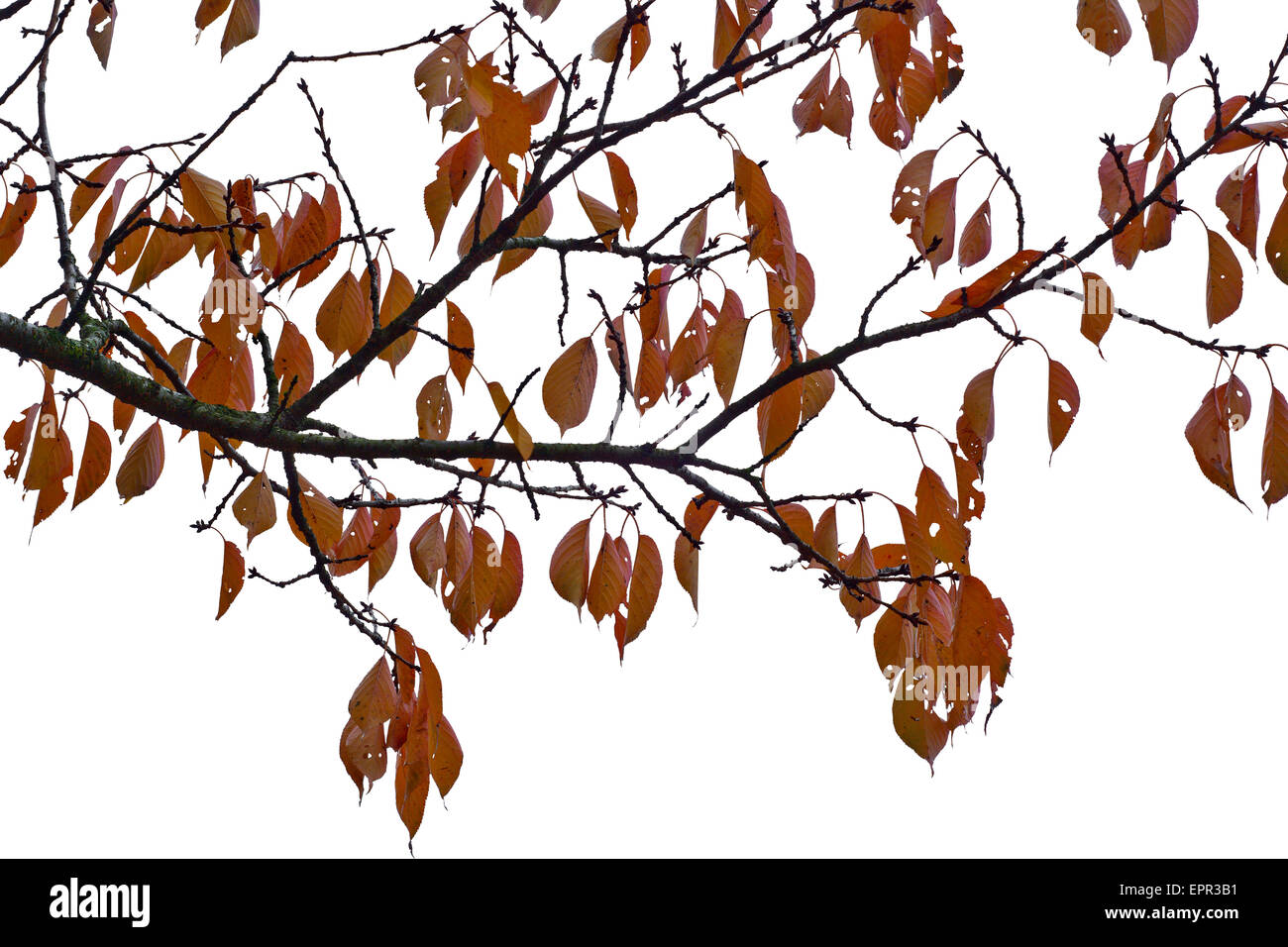 Hojas de otoño aislado en blanco como elemento de diseño Foto de stock