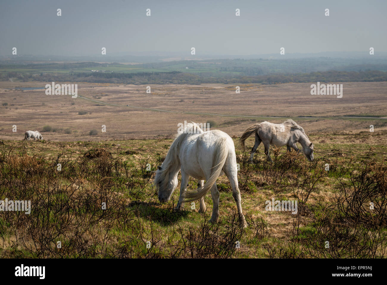 Welsh ponis en la Península de Gower, Gales del Sur Foto de stock